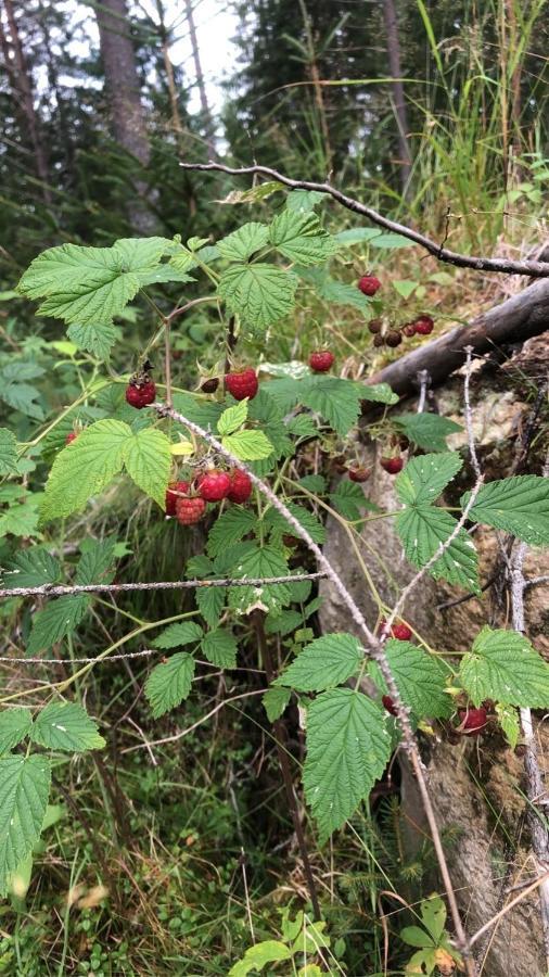 Trevlig Stuga Naera Hovfjaellet Torsby Zewnętrze zdjęcie