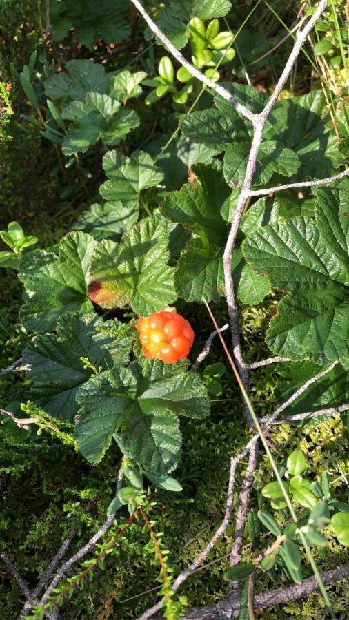 Trevlig Stuga Naera Hovfjaellet Torsby Zewnętrze zdjęcie