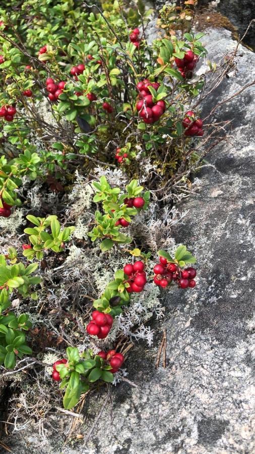Trevlig Stuga Naera Hovfjaellet Torsby Zewnętrze zdjęcie